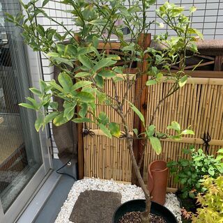 （～5/9）美味しい人気のキンカンをご家庭で育てて食べてみませんか？の画像