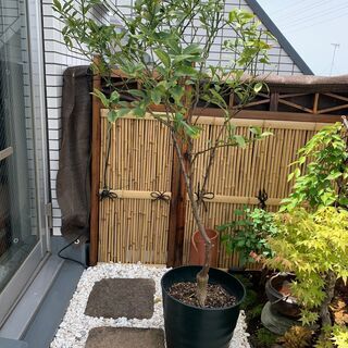 （～5/9）美味しい人気のキンカンをご家庭で育てて食べてみませんか？の画像