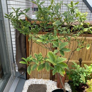 （～5/9）美味しい人気のキンカンをご家庭で育てて食べてみませんか？の画像