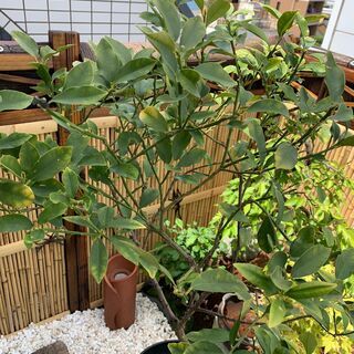 （～5/9）美味しい人気のキンカンをご家庭で育てて食べてみませんか？の画像