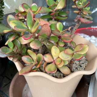 めきめき伸びる多肉植物　