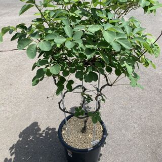 取引終了　　アケビ苗木①　５鉢ありの画像