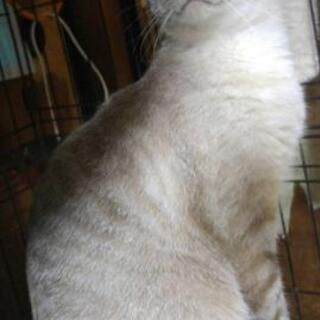 推定１歳半の男の子　里親募集