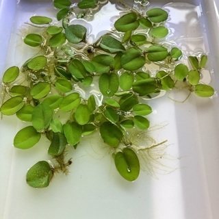浮き草・水草　サルビニア　画像分すべて