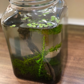 海苔ビン買いませんか？メダカの稚魚のオマケ付き！