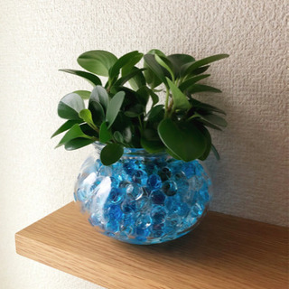 観葉植物　ペペロミア・ジェイド　ジェルポリマー　IKEAのフラワ...