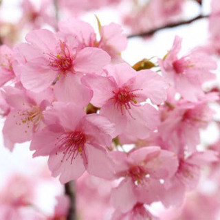 桜　苗木　分けて下さい