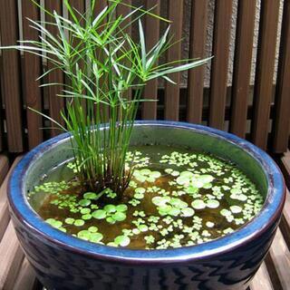 【完売御礼】5/10 残り1セット【レア！】水生植物4種盛り(1株ずつ)の画像
