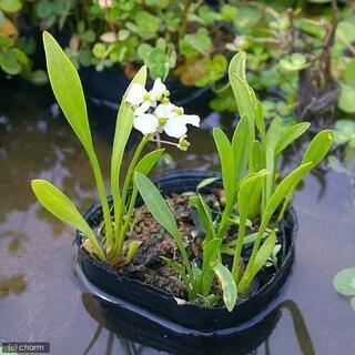 【完売御礼】5/10 残り1セット【レア！】水生植物4種盛り(1株ずつ)の画像