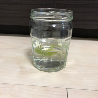 メダカ、ミナミヌマエビ 、水草など