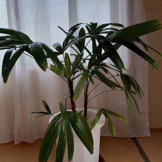 観葉植物　観音竹