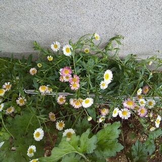 植物の苗要りませんか❗️