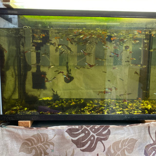 熱帯魚　グッピー　プレコ　60センチ水槽セット