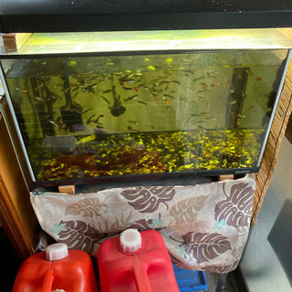 熱帯魚　グッピー　プレコ　60センチ水槽セットの画像
