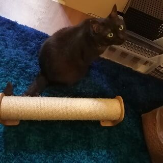 【ほぼ新品】ネコのポール型爪とぎの画像