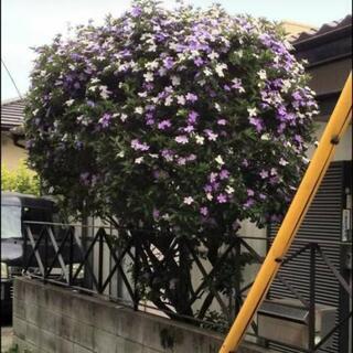 匂蕃茉莉の樹木を貰ってください