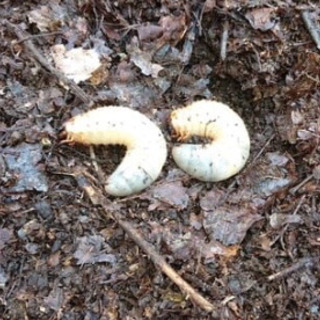 カブトムシの幼虫が欲しい方