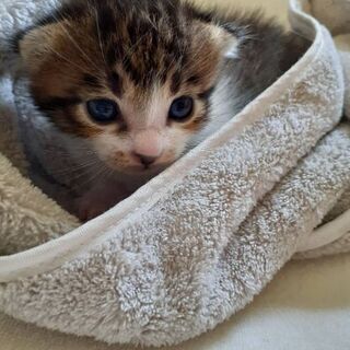 野良猫ちゃんの赤ちゃん