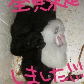 4匹里親様決定いたしました！たくさんの方からご連絡ありがとうござ...