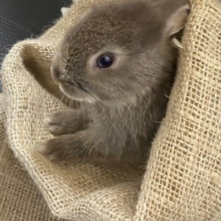 ネザーランドドワーフ 生後2ヶ月のうさぎの里親募集中です。