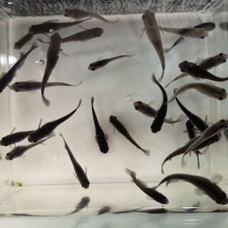 ☆｡◕‿◕｡)ﾉ　黒揚羽　画像の全て　27匹☆｡◕‿◕｡)ﾉ　引き取り限定の画像