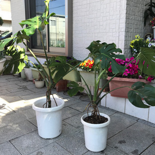 観葉植物　モンステラ③