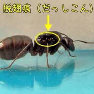 オオクロアリの女王を捕まえてください！ - 堺市