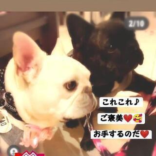 リングドッグオーダー結婚式用犬用受付中💍🐶💒 - 仙台市