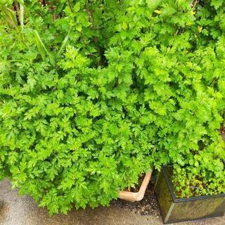 菊、フキ、レモンバーム、明日葉の苗の画像