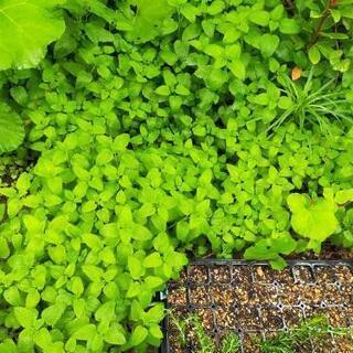 菊、フキ、レモンバーム、明日葉の苗の画像