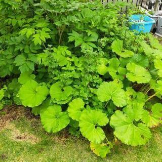 菊、フキ、レモンバーム、明日葉の苗の画像