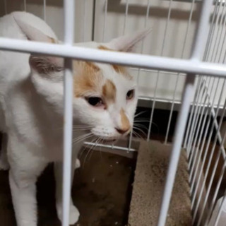 空腹で鳴いていた猫さん