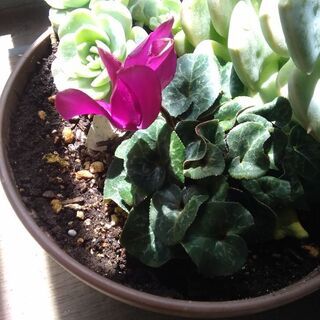 寄植え鉢付挿し木や種で増えたの画像