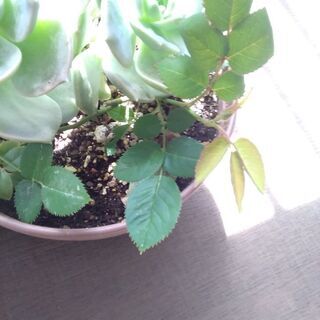 寄植え鉢付挿し木や種で増えたの画像