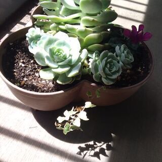 寄植え鉢付挿し木や種で増えたの画像