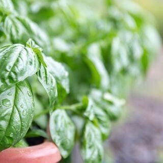  野菜の収穫 新規スタッフ募集 時給900円以上可能 の画像