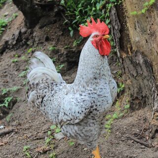 ２才おんどり