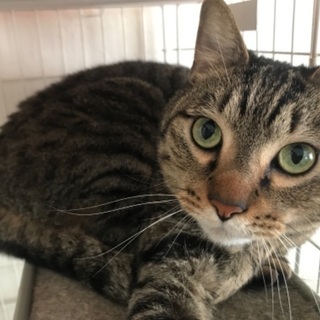 9歳雑種の猫を育てて下さる方募集しています。