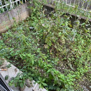 草むしりと除草シート張り