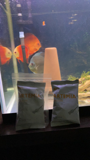 熱帯魚、ディスカス、淡水魚