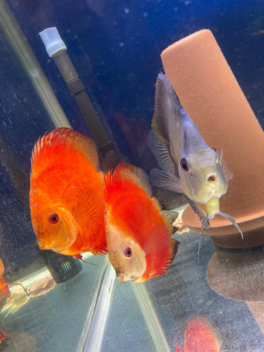 熱帯魚、ディスカス、淡水魚