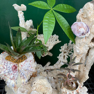 観葉植物　