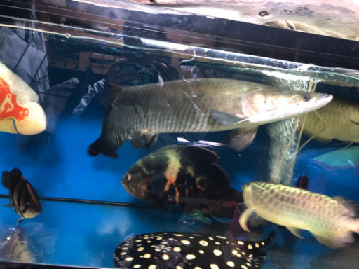 ピラルク極上！