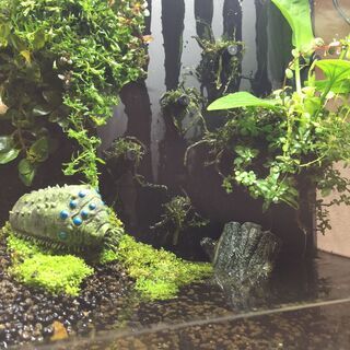 ADAシステムテラ30水槽セットの画像