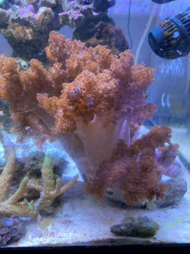 サンゴ