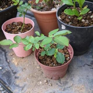 値下げ 残り1鉢です！超貴重な薔薇 値シャリマー他の画像