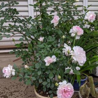 値下げ 残り1鉢です！超貴重な薔薇 値シャリマー他の画像