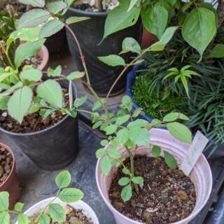 値下げ 残り1鉢です！超貴重な薔薇 値シャリマー他の画像