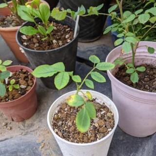 値下げ 残り1鉢です！超貴重な薔薇 値シャリマー他の画像