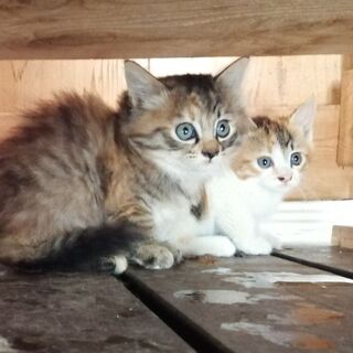 お問い合わせ多数のため一時中止します。子猫をもらって下さい